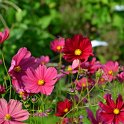 Cosmos bipinnatus 'Rubenza' (3)